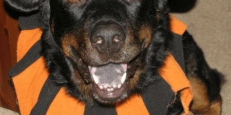 Rainier Veterinary Hospital Dog of the Month, September 2016: Dakota