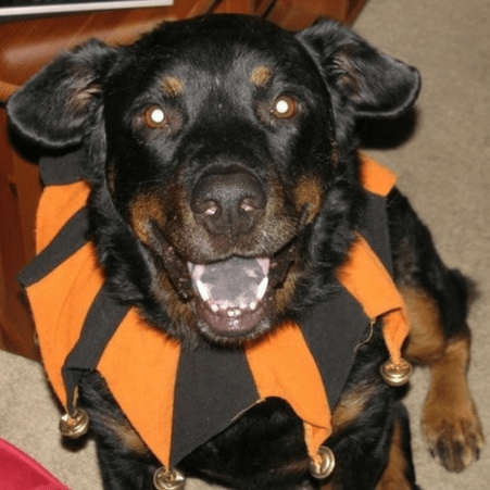 Rainier Veterinary Hospital Dog of the Month, September 2016: Dakota