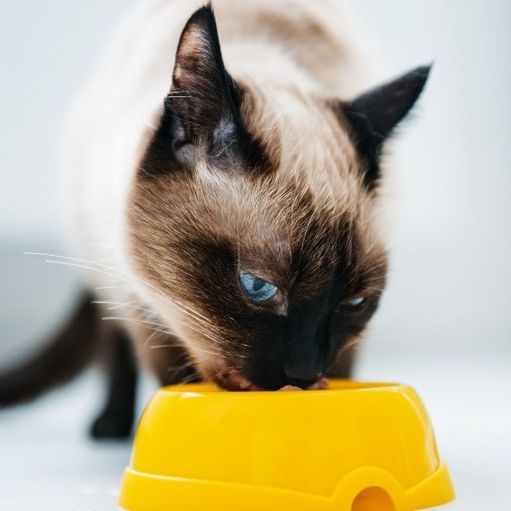 Rainier Veterinary Hospital on Proper Pet Nutrition