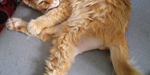 Rainier Veterinary Hospital Cat of the Month, August 2016: Mufasa