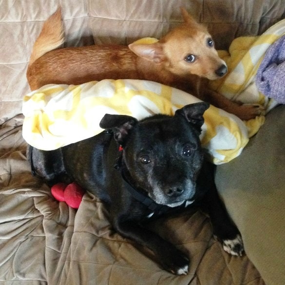 Rainier Veterinary Hospital Dog of the Month, August 2016: Archie and Charlotte