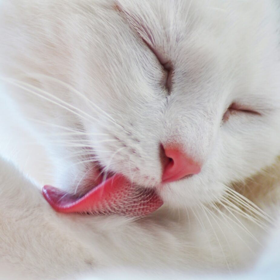 Rainier Veterinary Hospital's Solutions for an Over-Grooming Cat