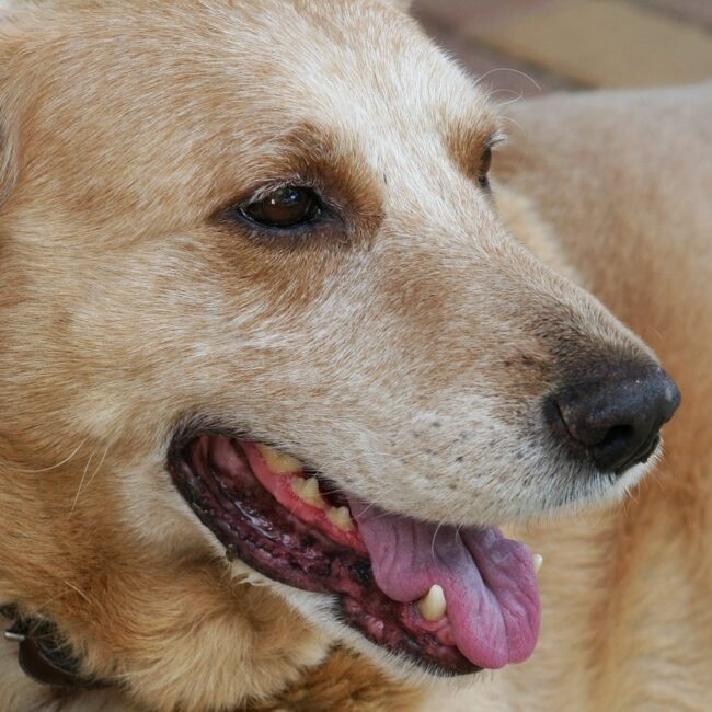 A Focus on Senior Pet Wellness at Rainier Veterinary Hospital in Seattle