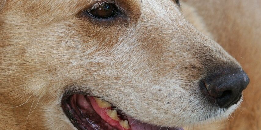 A Focus on Senior Pet Wellness at Rainier Veterinary Hospital in Seattle