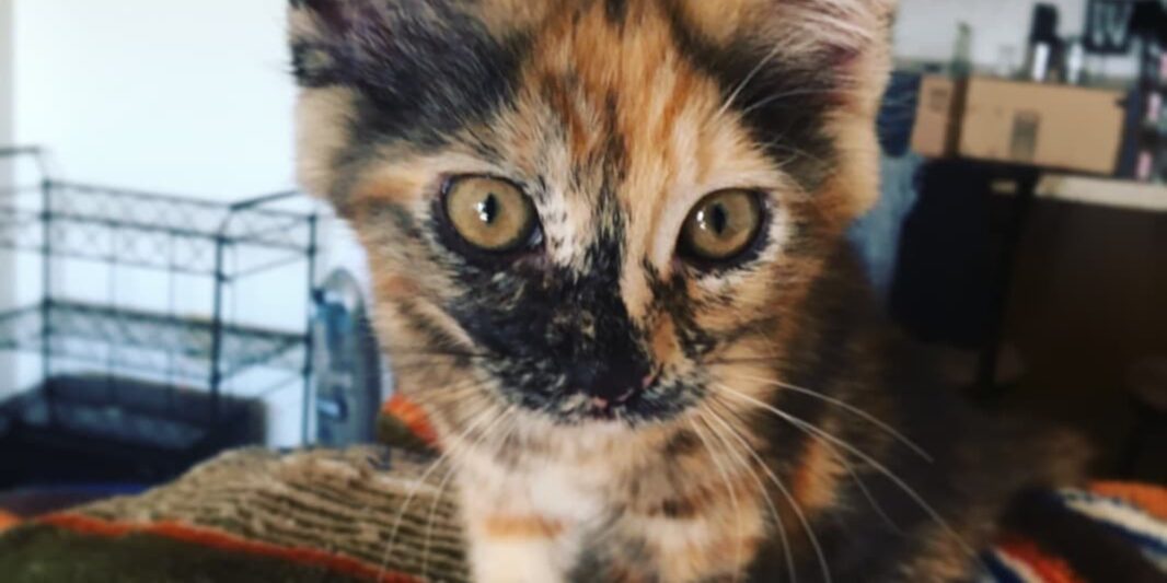 Rainier Veterinary Hospital Cat of the Month, October 2016: Joey