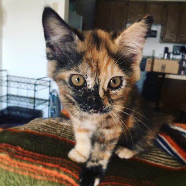 Rainier Veterinary Hospital Cat of the Month, October 2016: Joey