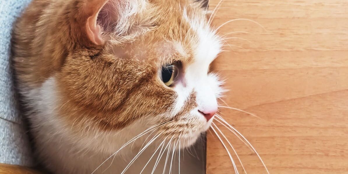 Rainier Veterinary Hospital on Treating Pet Anxiety