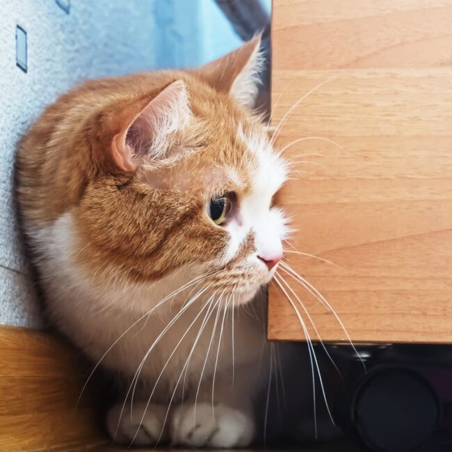 Rainier Veterinary Hospital on Treating Pet Anxiety