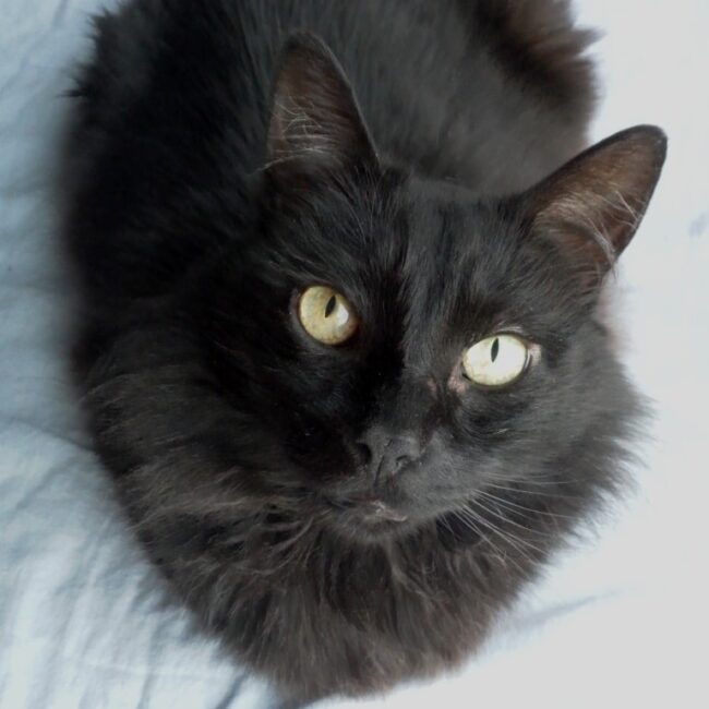 Rainier Veterinary Hospital Cat of the Month, November 2016: Luna