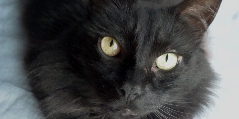 Rainier Veterinary Hospital Cat of the Month, November 2016: Luna