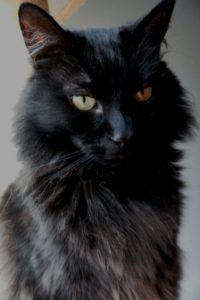 Rainier Veterinary Hospital Cat of the Month, November 2016: Luna