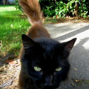 Rainier Veterinary Hospital Cat of the Month, November 2016: Luna