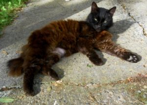 Rainier Veterinary Hospital Cat of the Month, November 2016: Luna