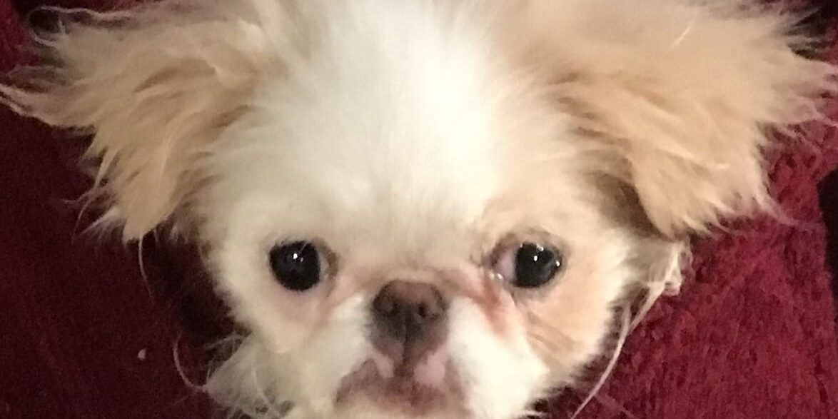 Rainier Veterinary Hospital Dog of the Month, November 2016: Lola