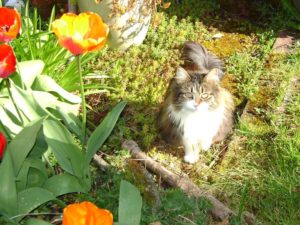 Rainier Veterinary Hospital Cat of the Month, December 2016: Sophie Ann