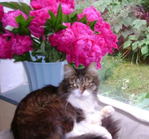 Rainier Veterinary Hospital Cat of the Month, December 2016: Sophie Ann