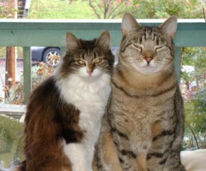 Rainier Veterinary Hospital Cat of the Month, December 2016: Sophie Ann