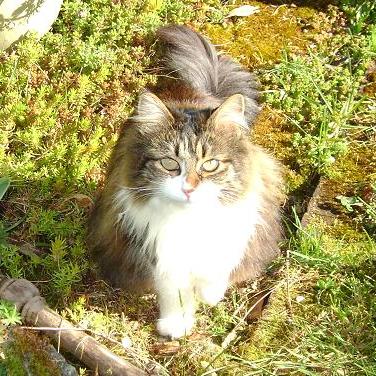 Rainier Veterinary Hospital Cat of the Month, December 2016: Sophie Ann