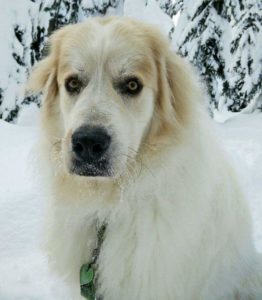 Rainier Veterinary Hospital Dog of the Month, December 2016: Bond