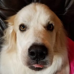 Rainier Veterinary Hospital Dog of the Month, December 2016: Bond
