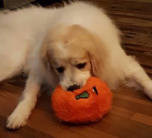Rainier Veterinary Hospital Dog of the Month, December 2016: Bond