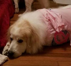Rainier Veterinary Hospital Dog of the Month, December 2016: Bond