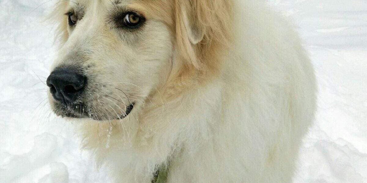 Rainier Veterinary Hospital Dog of the Month, December 2016: Bond