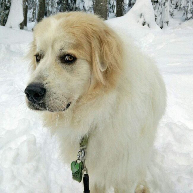 Rainier Veterinary Hospital Dog of the Month, December 2016: Bond