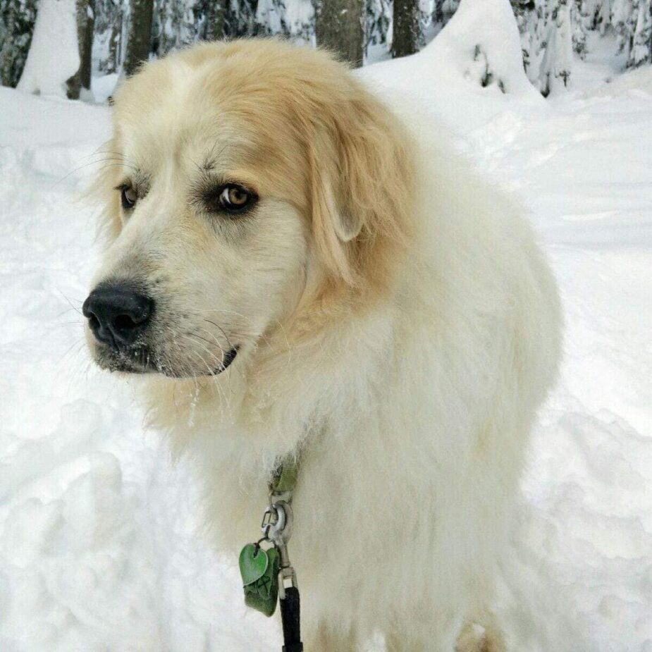 Rainier Veterinary Hospital Dog of the Month, December 2016: Bond