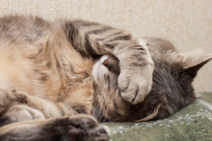 Reasons and Treatment for Cat Vomiting from Rainier Veterinary Hospital in Seattle