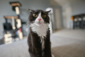 Advantages And Treatment Options For Hyperthyroid Cats