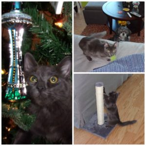 Rainier Veterinary Hospital Cat of the Month, January 2017: Samuel
