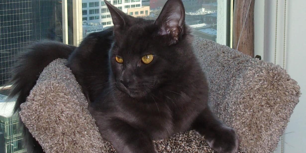 Rainier Veterinary Hospital Cat of the Month, January 2017: Samuel