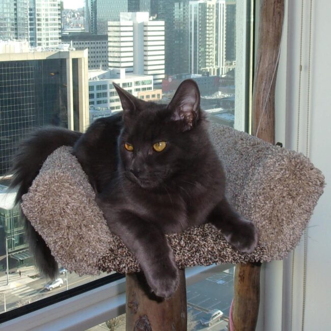 Rainier Veterinary Hospital Cat of the Month, January 2017: Samuel