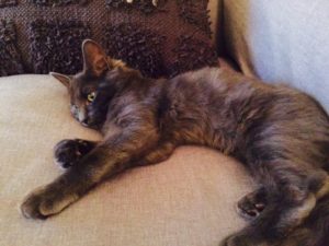 Rainier Veterinary Hospital Cat of the Month, January 2017: Samuel