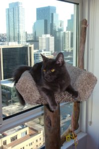 Rainier Veterinary Hospital Cat of the Month, January 2017: Samuel
