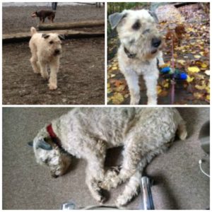 Rainier Veterinary Hospital Dog of the Month, January 2017: Chelsea