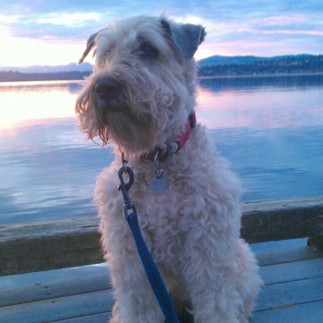 Rainier Veterinary Hospital Dog of the Month, January 2017: Chelsea