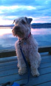 Rainier Veterinary Hospital Dog of the Month, January 2017: Chelsea