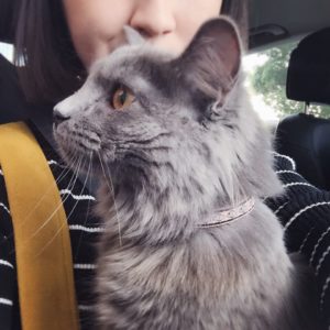 Rainier Veterinary Hospital Cat of the Month, February 2017: Oreo
