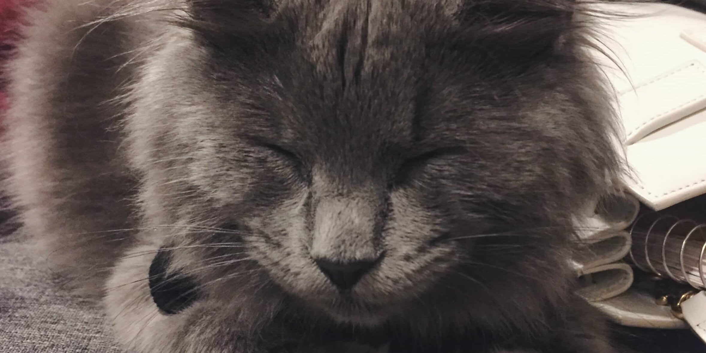 Rainier Veterinary Hospital Cat of the Month, February 2017: Oreo