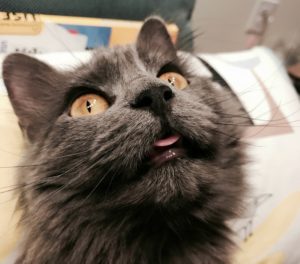 Rainier Veterinary Hospital Cat of the Month, February 2017: Oreo