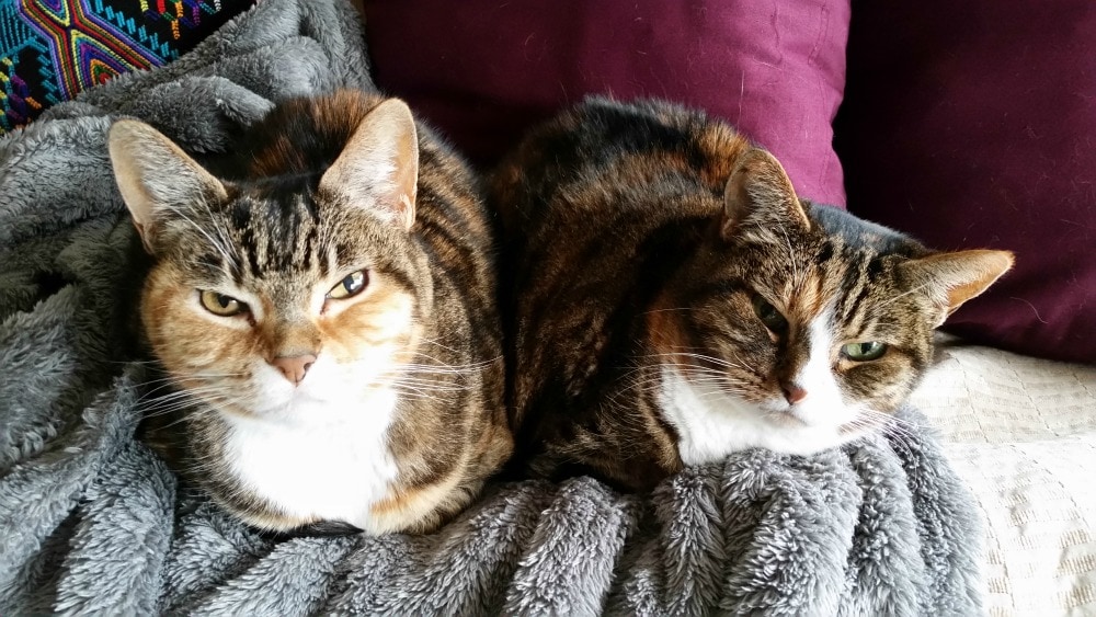 Rainier Veterinary Hospital Cat of the Month, April 2017: Eloise Rainier Veterinary Hospital Cat of the Month, April 2017: Eloise