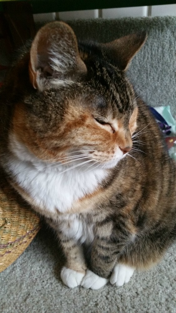 Rainier Veterinary Hospital Cat of the Month, April 2017: Eloise Rainier Veterinary Hospital Cat of the Month, April 2017: Eloise