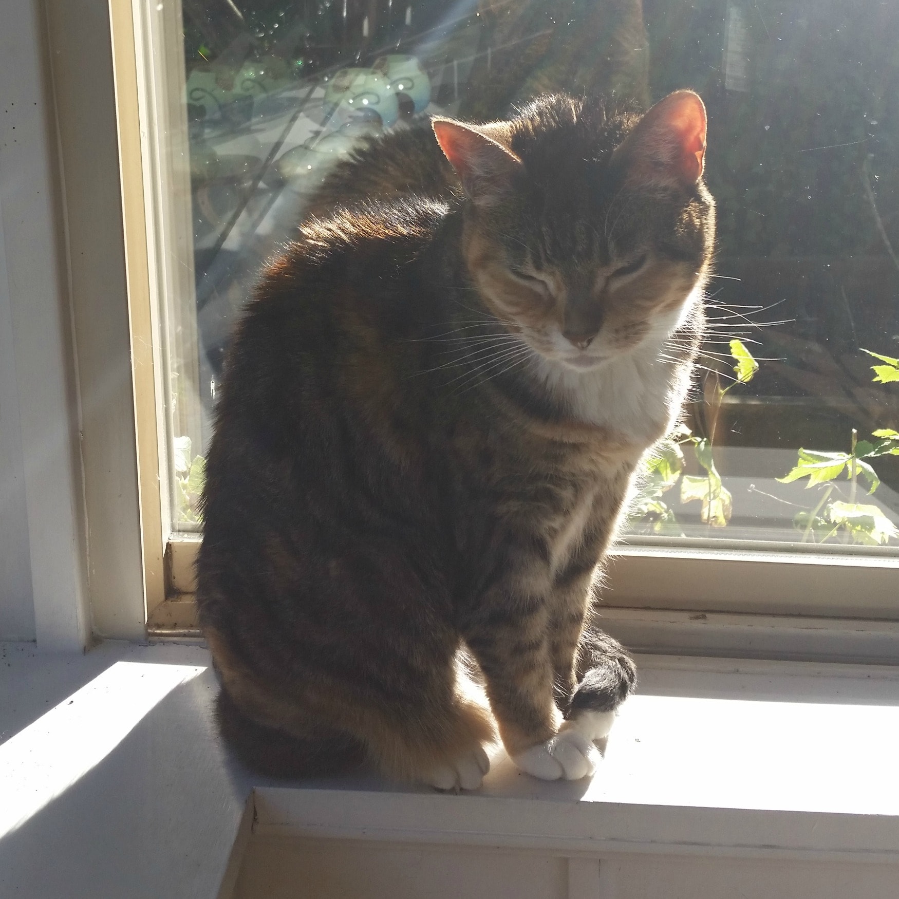 Rainier Veterinary Hospital Cat of the Month, April 2017: Eloise Rainier Veterinary Hospital Cat of the Month, April 2017: Eloise