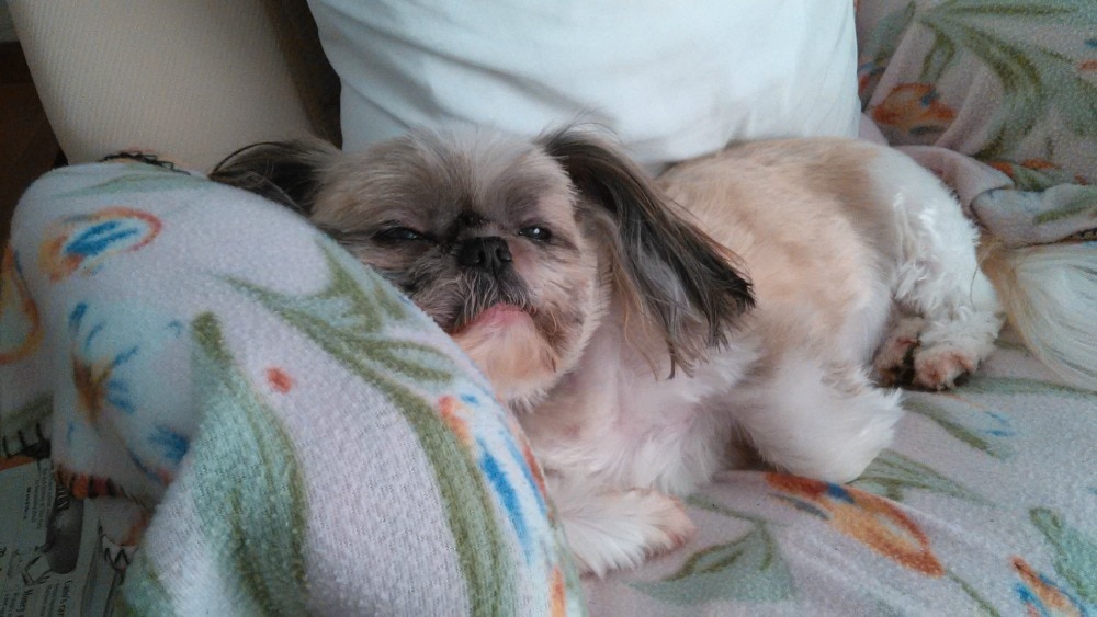 Rainier Veterinary Hospital Dog of the Month, April 2017: Boogie Rainier Veterinary Hospital Dog of the Month, April 2017: Boogie