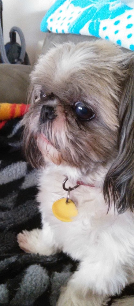 Rainier Veterinary Hospital Dog of the Month, April 2017: Boogie Rainier Veterinary Hospital Dog of the Month, April 2017: Boogie