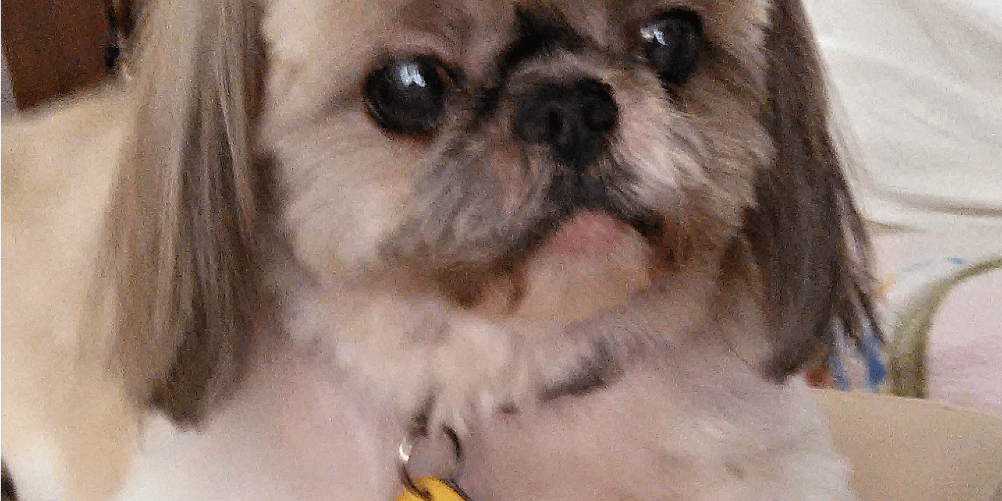 Rainier Veterinary Hospital Dog of the Month, April 2017: Boogie