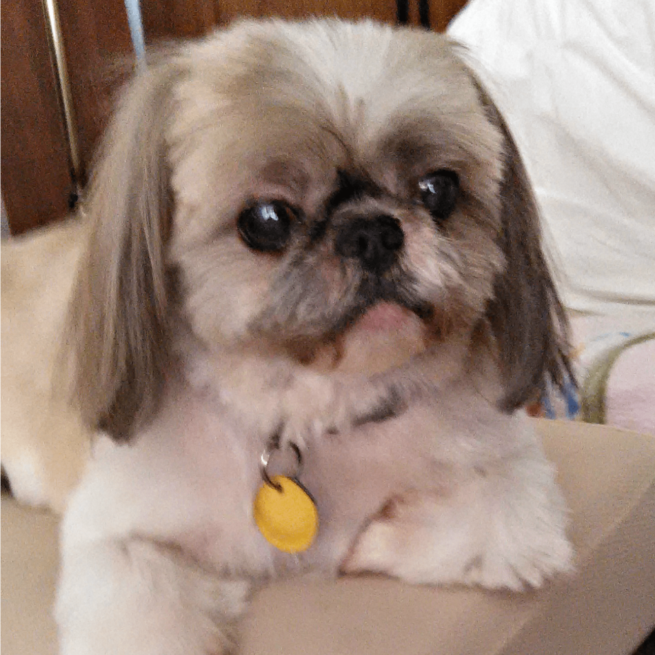 Rainier Veterinary Hospital Dog of the Month, April 2017: Boogie