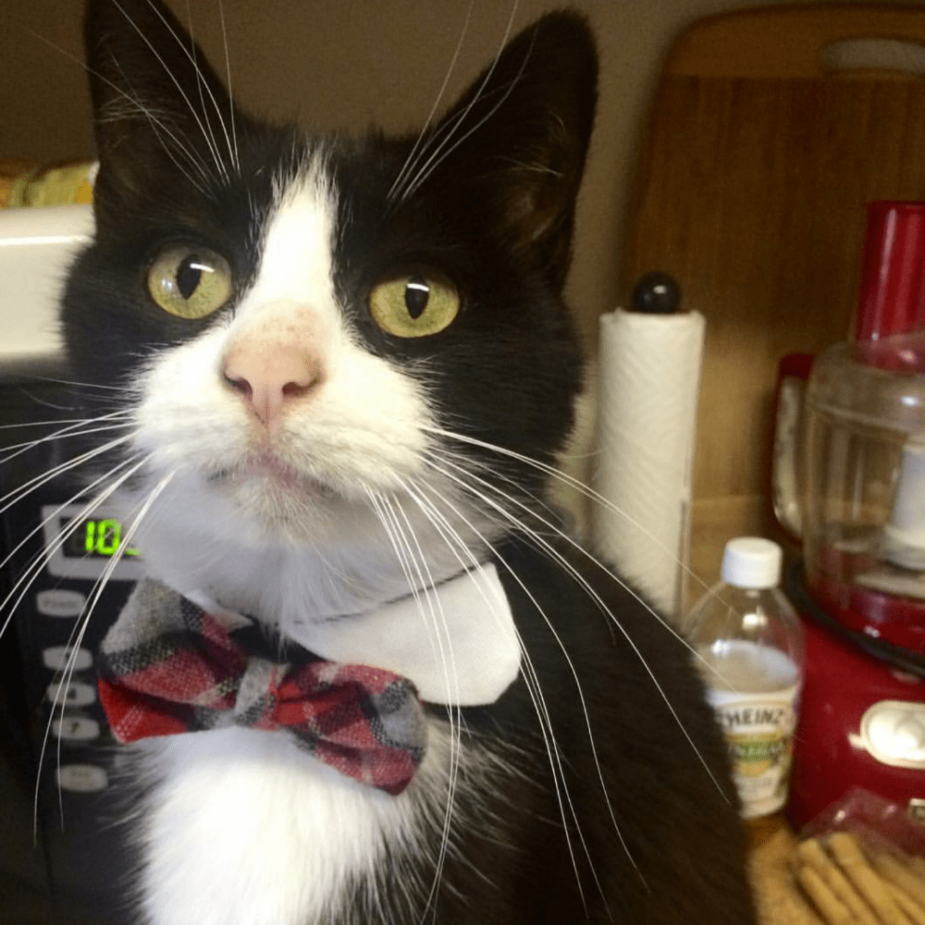 Rainier Veterinary Hospital Cat of the Month, May 2017: Rupert